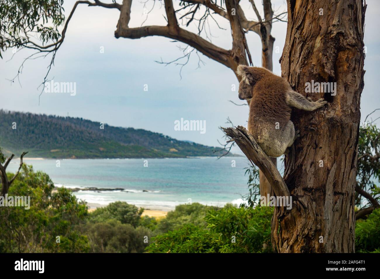 A koala (Phascolarctos cinereus) looks over the rugged coastline along the Great Ocean Road at Kennett River near Lorne in Victoria, Australia Stock Photo