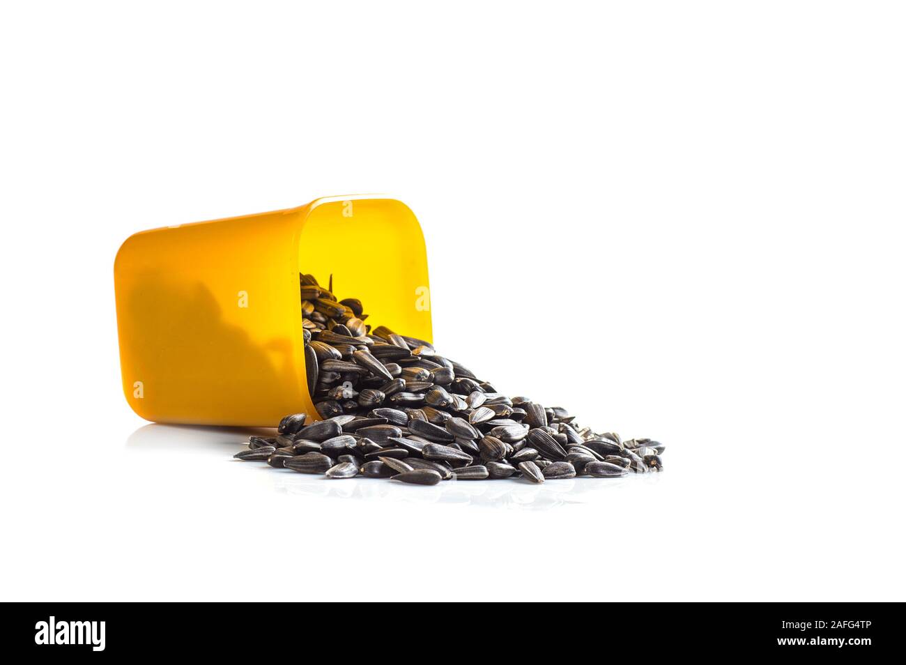 Sunflower Seeds in container on white background. Helianthus annuus Stock Photo Alamy