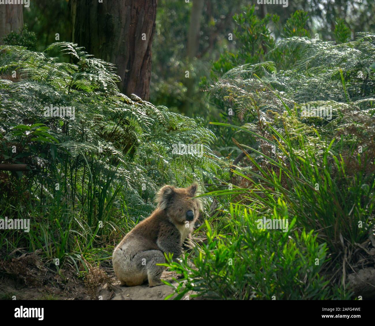 A koala (Phascolarctos cinereus) sits on the ground in lush green coastal bush forest at Kennett River along the Great Ocean Road near the Otways in Victoria, Australia Stock Photo