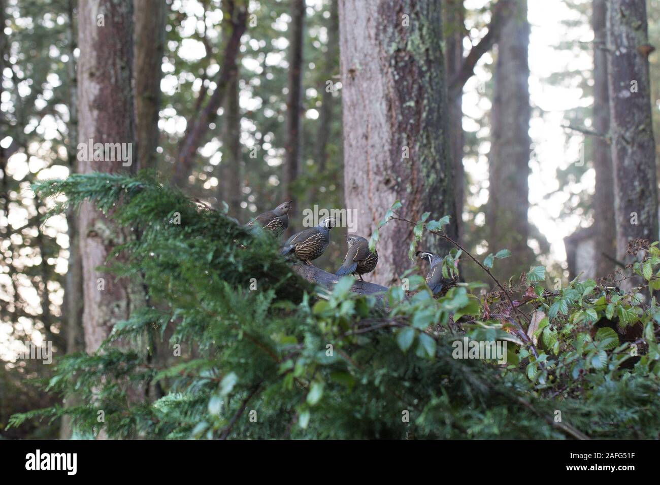 Quail standing on a fallen tree in Eugene, Oregon, USA Stock Photo - Alamy