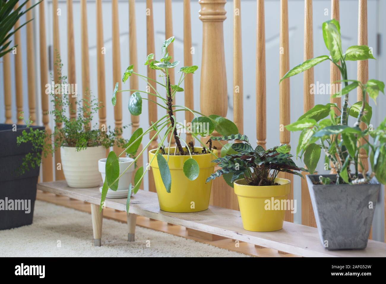 Houseplants in a living room of a house. Stock Photo