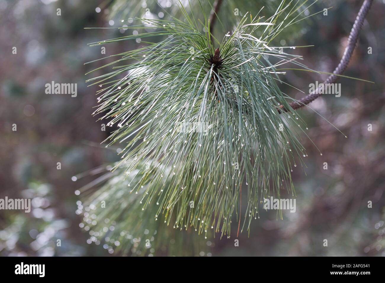 Raindrops on the tips of pine needles. Stock Photo