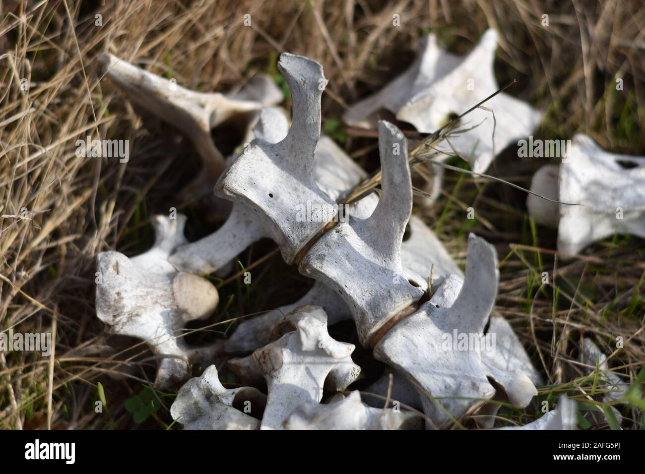 The bleached bones of a mule deer, scattered in brown grass on Hummingbird Island in Elkhorn Slough in California Stock Photo