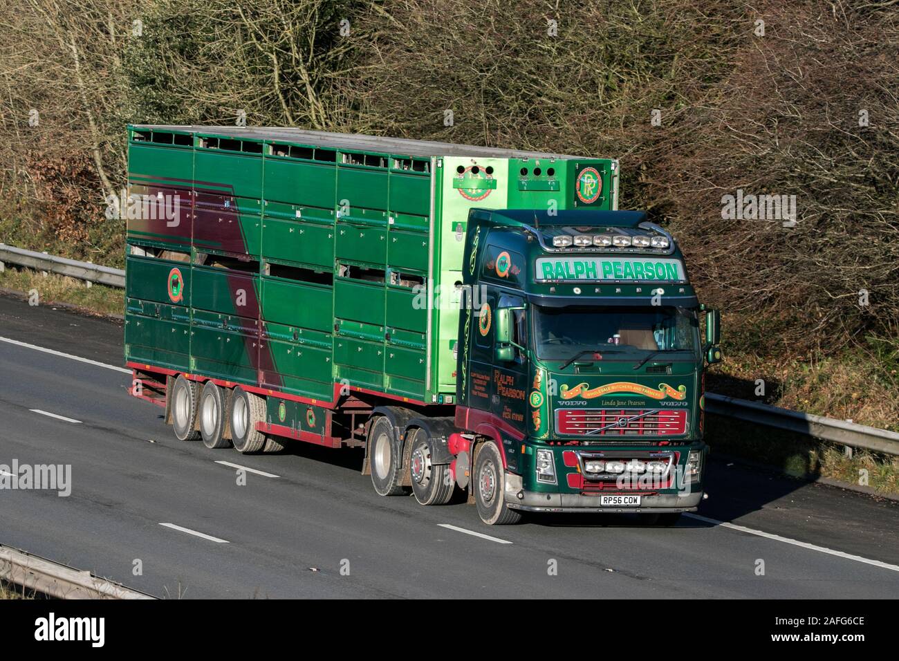 Ralph Pearson livestock transport driving on the M61 motorway near Manchester, UK Stock Photo