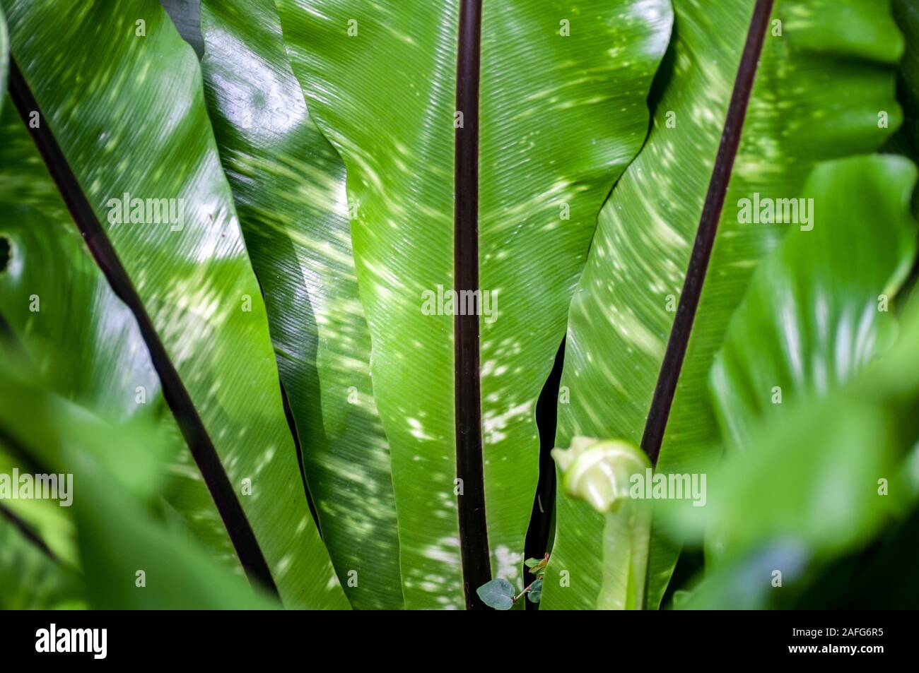 Hart's-tongue Fern. Central part with dark stripes on the leaves. Stock Photo