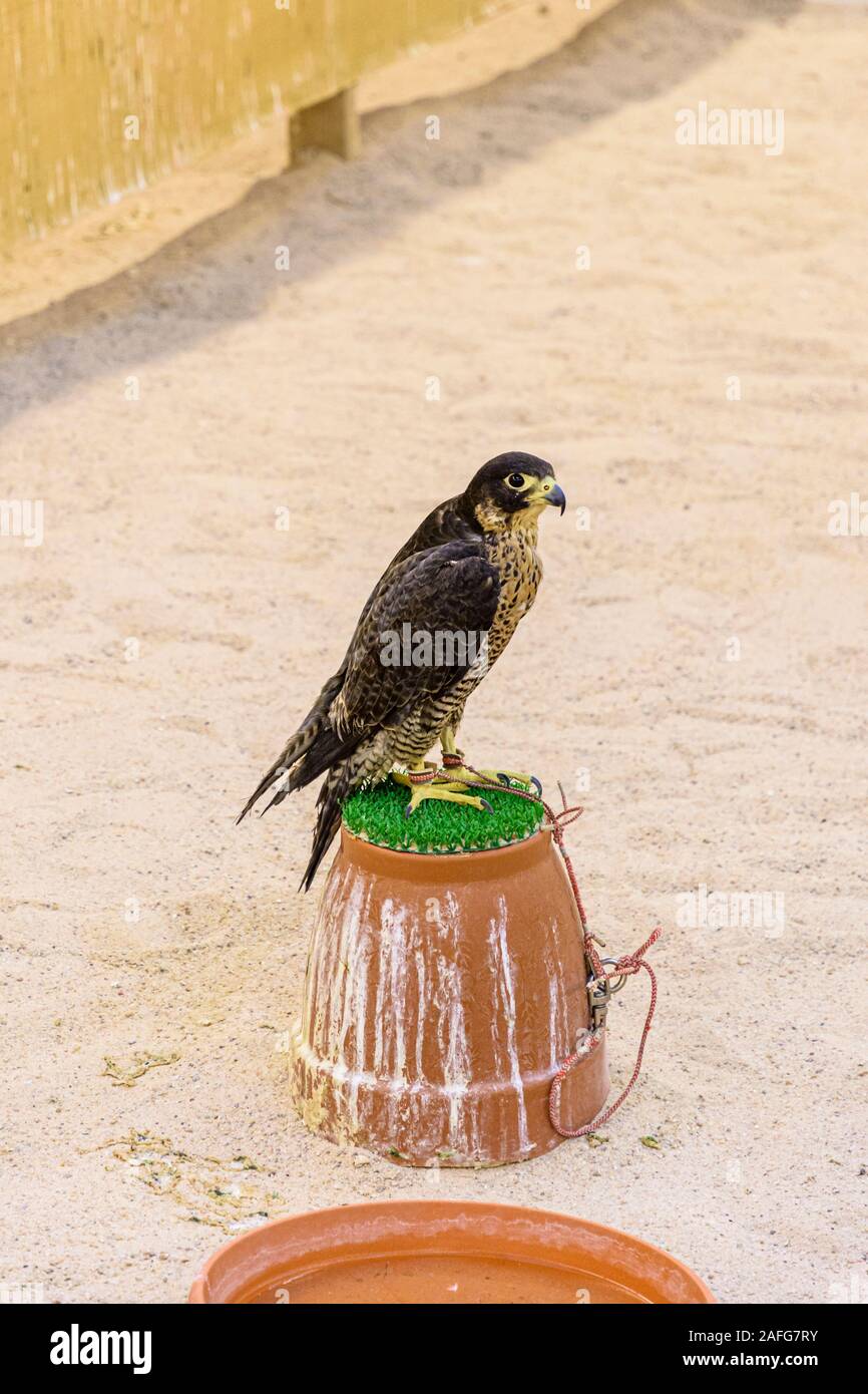 Hooded falcon perched at a shop in the Falcon Souq, Doha, Qatar Stock Photo