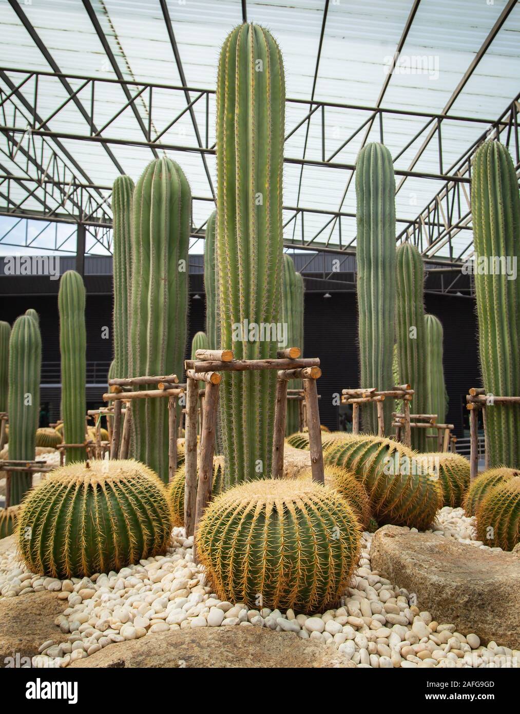 Saguaro cactus garden hi-res stock photography and images - Alamy