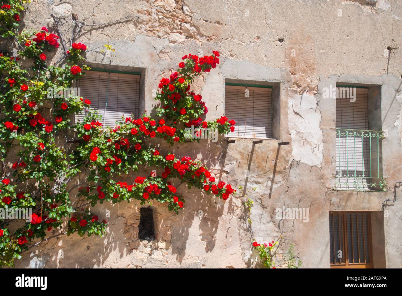 Red roses on old facade of house. Stock Photo