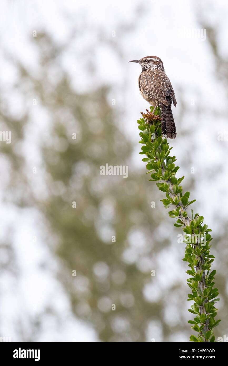 A cactus wren (Campylorhynchus brunneicapillus) keeps watch in the