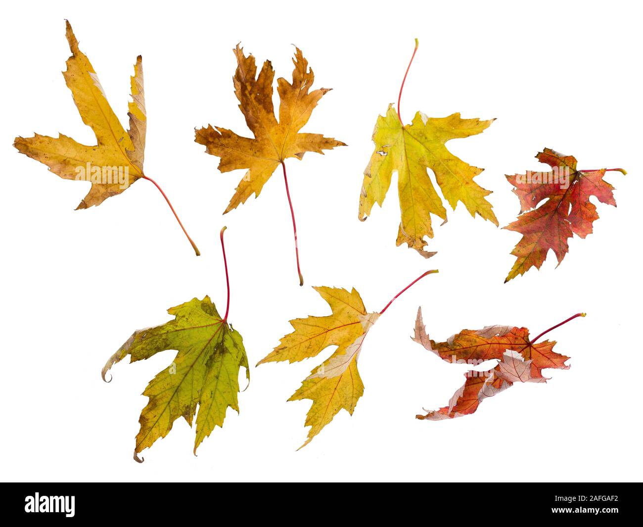 Wrinkled autumn leaves white isolated background Stock Photo - Alamy