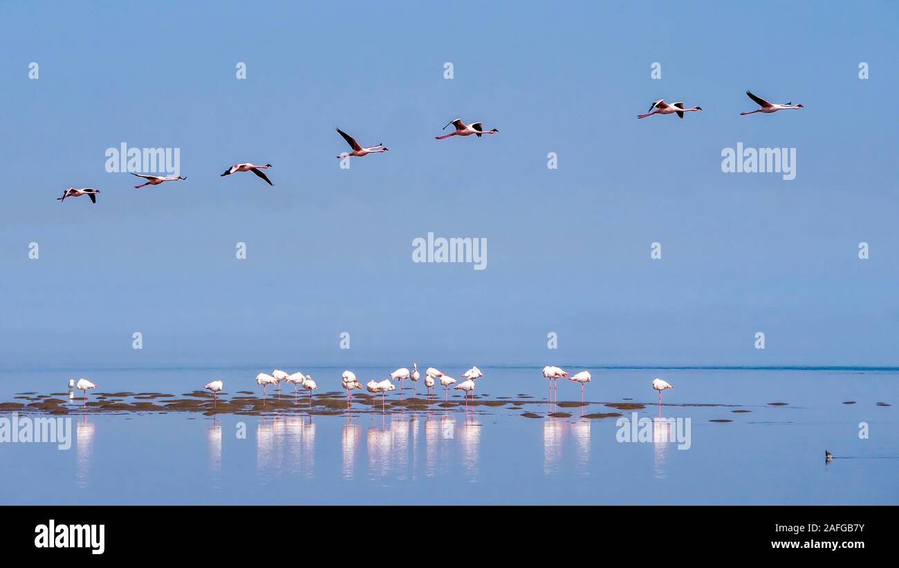 A flock of pink flamingoes in their native habitat on the Atlantic coast in Namibia. Stock Photo