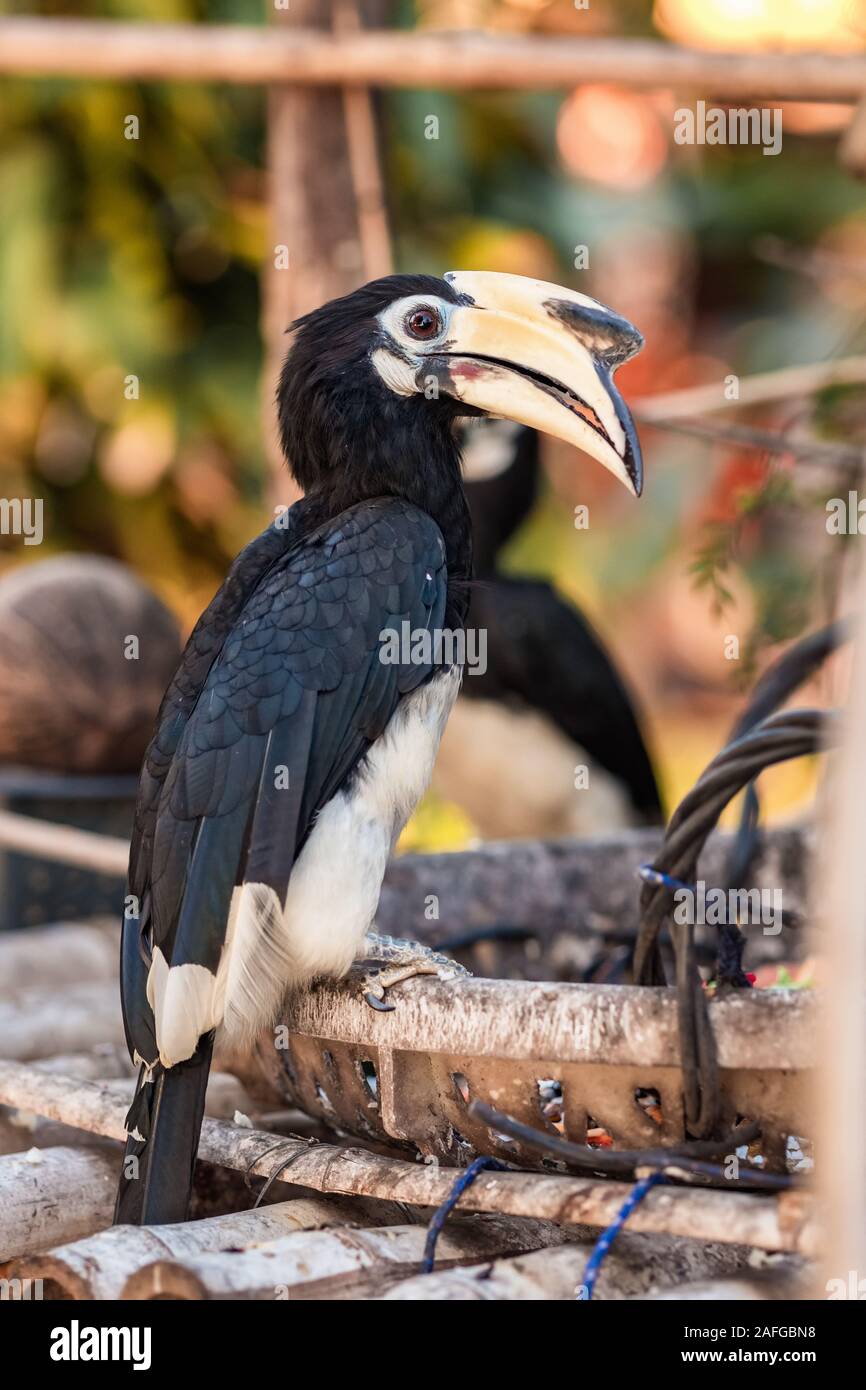 Oriental Pied Hornbill bird close up Stock Photo