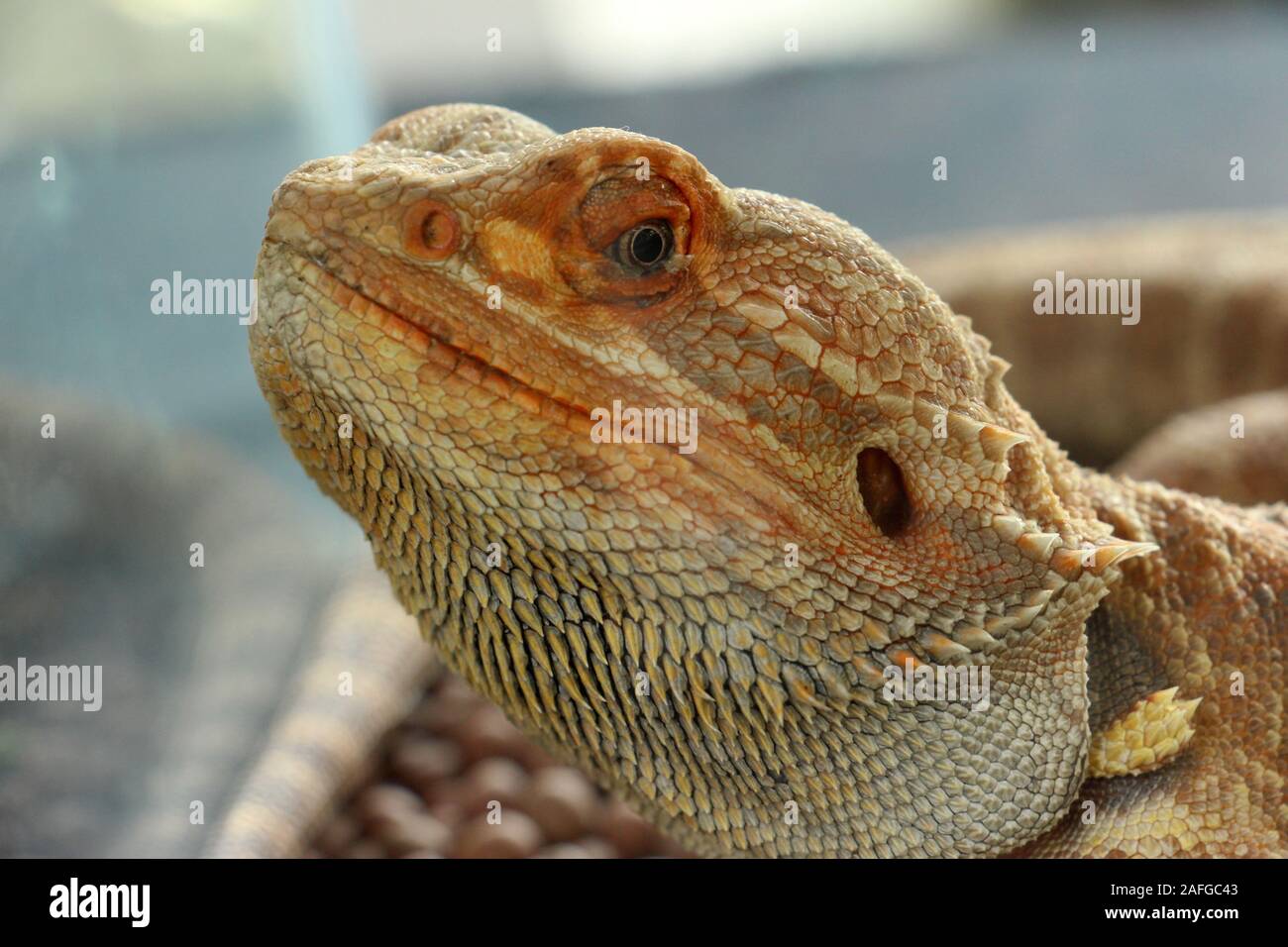 Iguana is a genus of herbivorous lizards that are native to tropical areas of Mexico, Central America, South America, and the Caribbean. Stock Photo