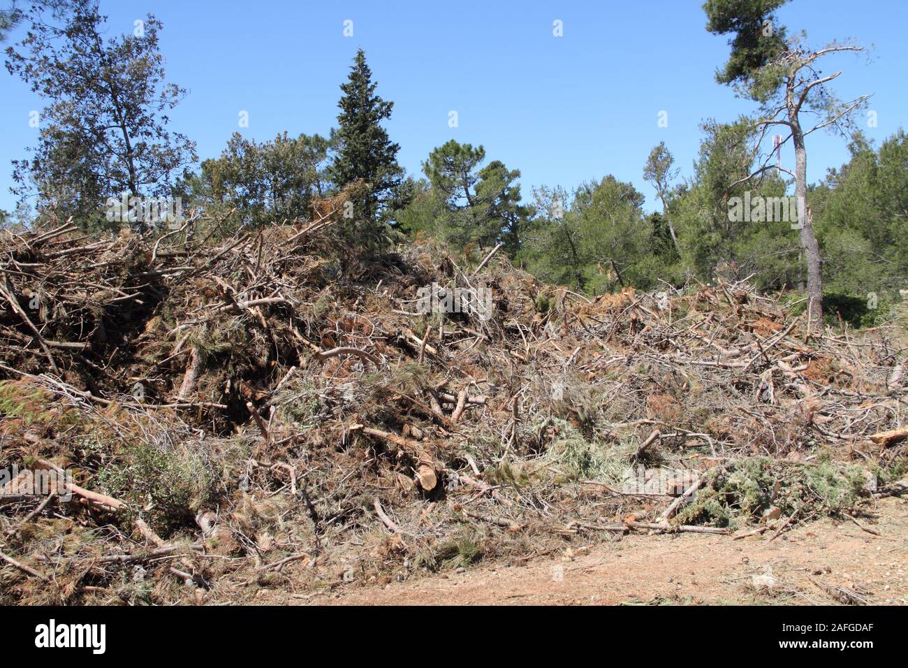 cleaning up after a storm damage in a pine forest Stock Photo