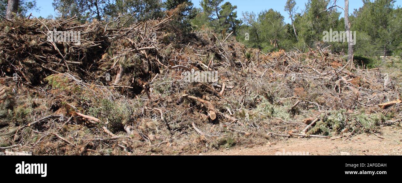 cleaning up after a storm damage in a pine forest Stock Photo