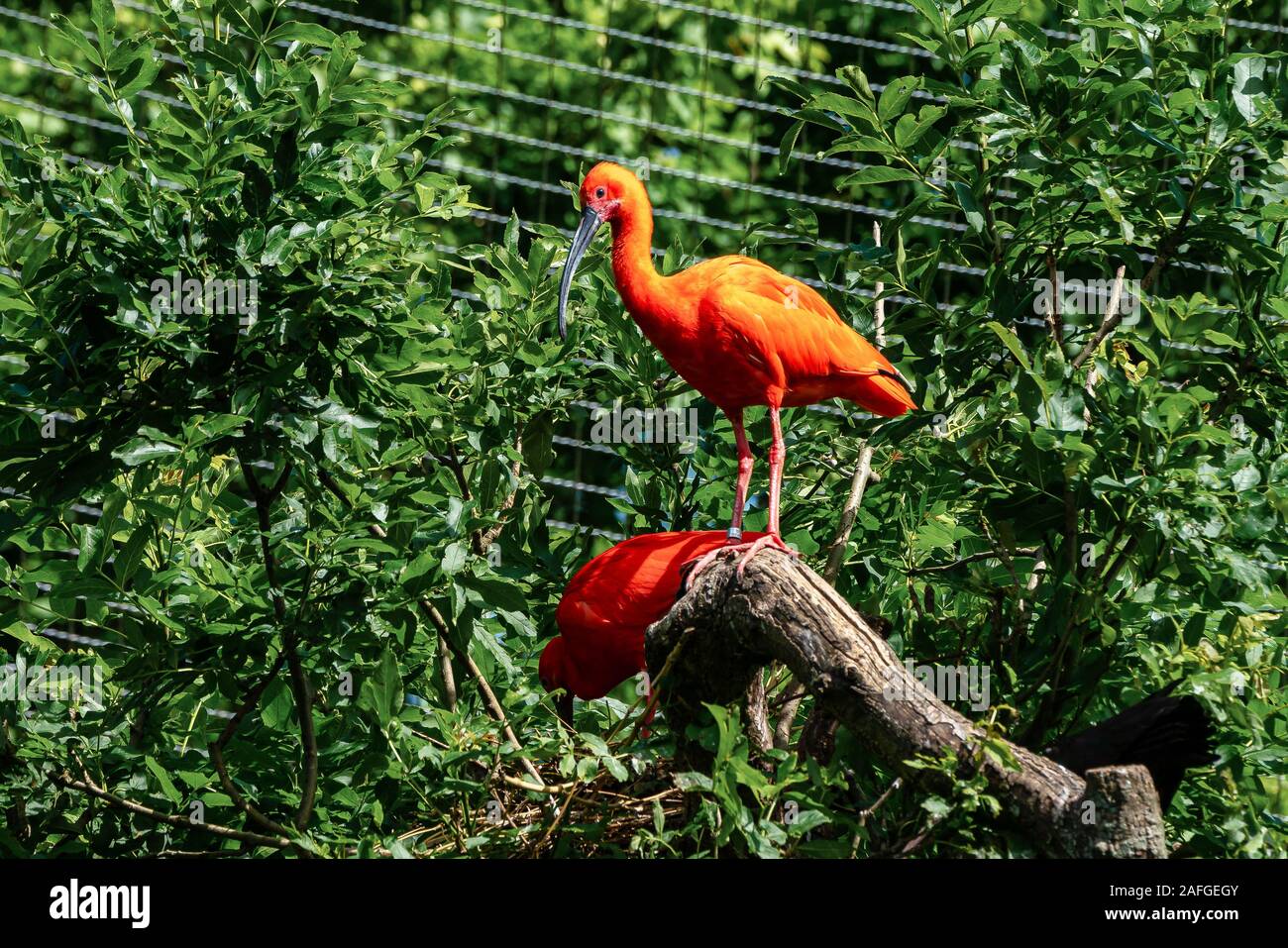 Scarlet Ibis Eudocimus Ruber Wildlife Animal In The Zoo Stock Photo