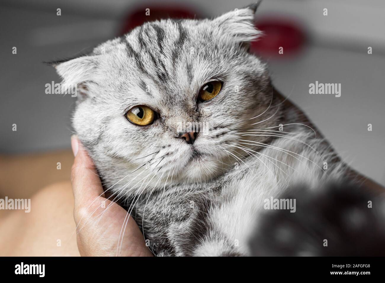 Scottish fold cat is holding in her arms. Cat is on the hand and are