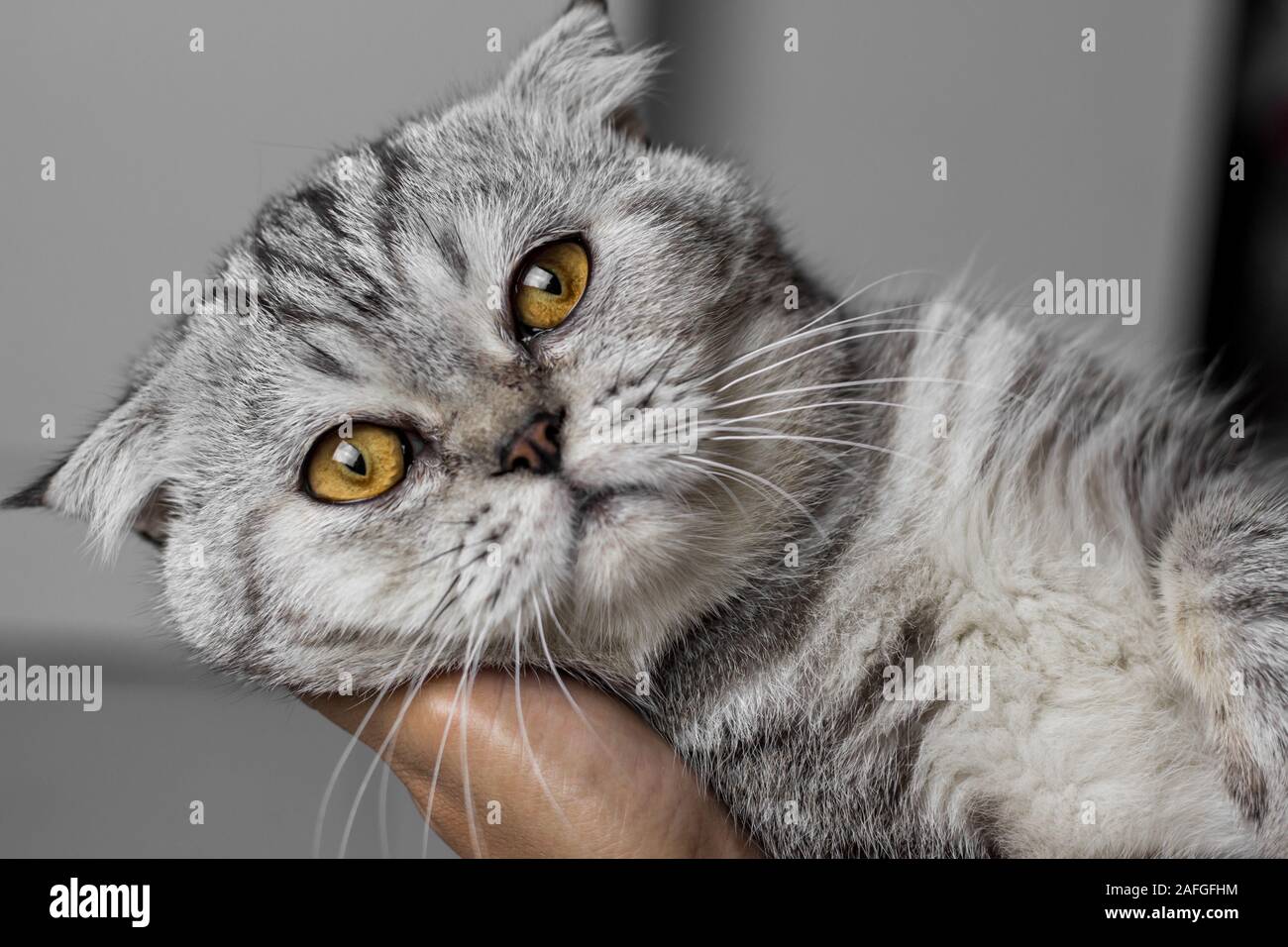 Scottish fold cat is holding in her arms. Cat is on the hand and are