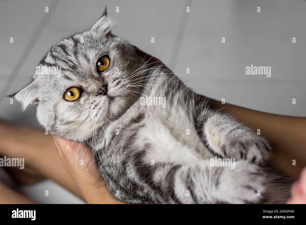 Scottish fold cat is holding in her arms. Cat is on the hand and are