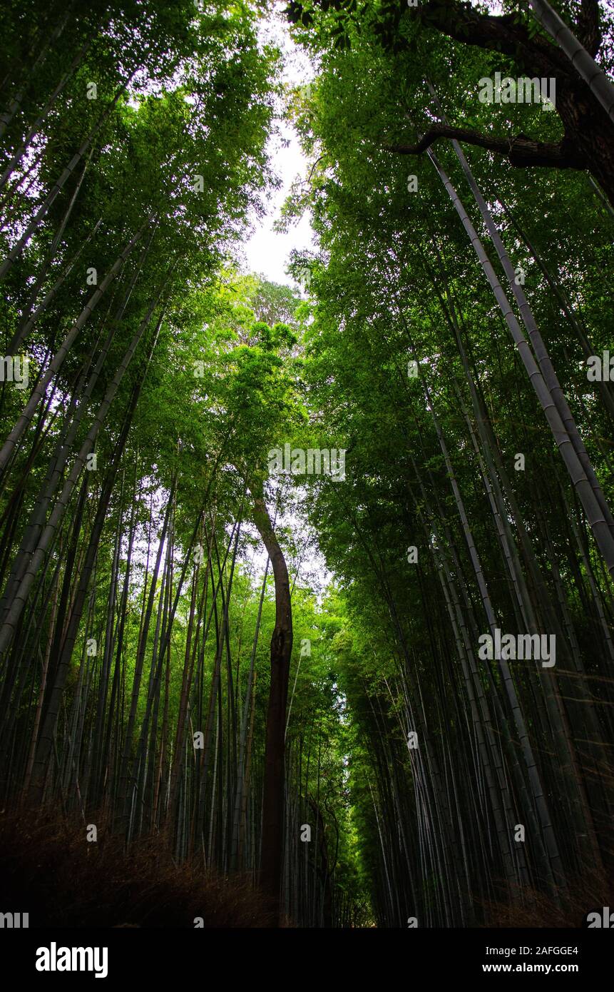Vertical low angle shot of a forest full of tall trees in the early ...