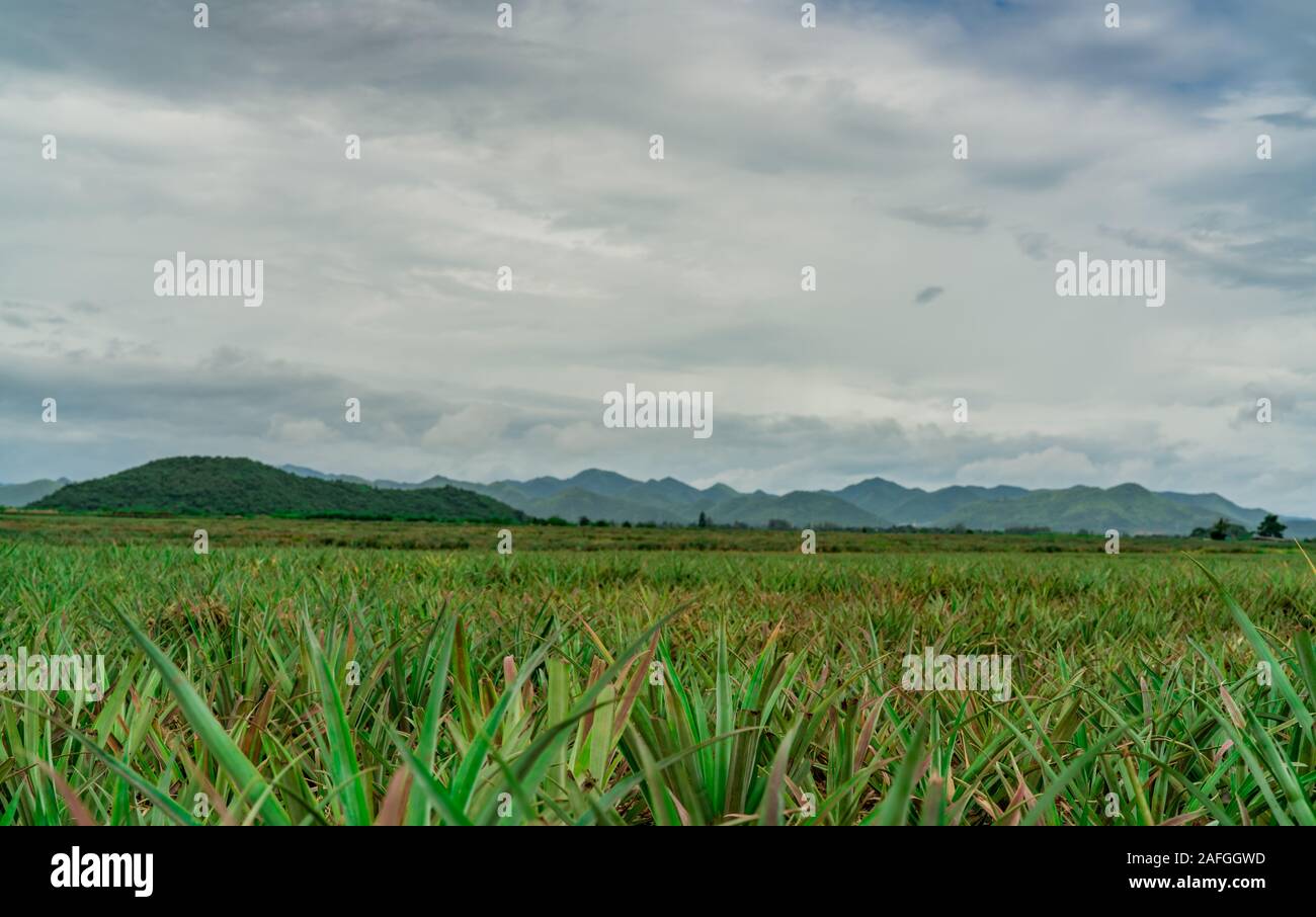 Pineapple plantation. Landscape pineapple farm and mountain. Plant