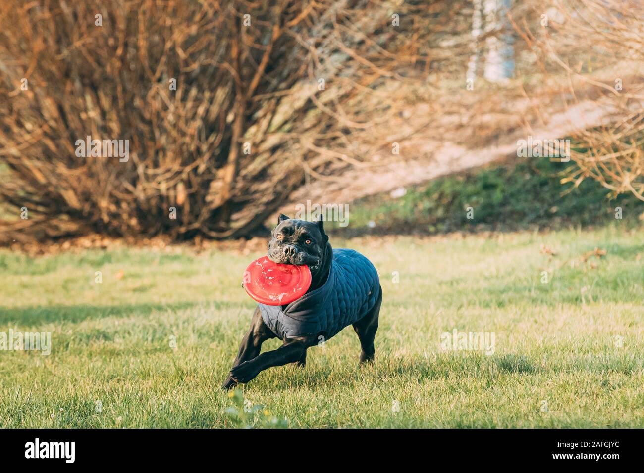 cane corso clothing for dogs