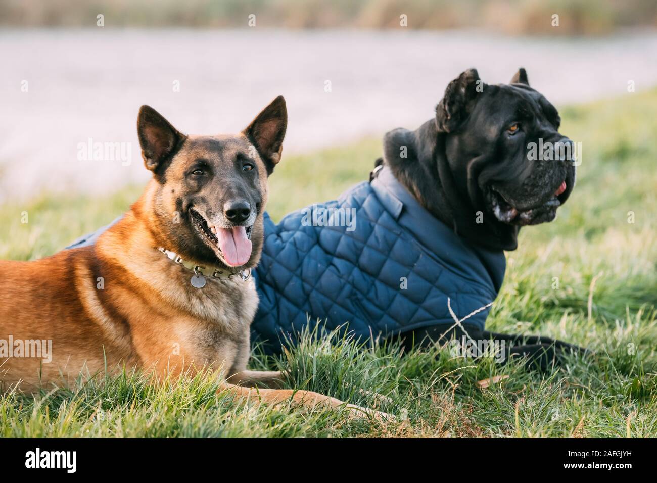 Red Malinois Dog And Black Cane Corso Dog Sitting Together In Grass. Cane Corso Dog Wears In Warm Clothes. Big Dog Breeds. Stock Photo