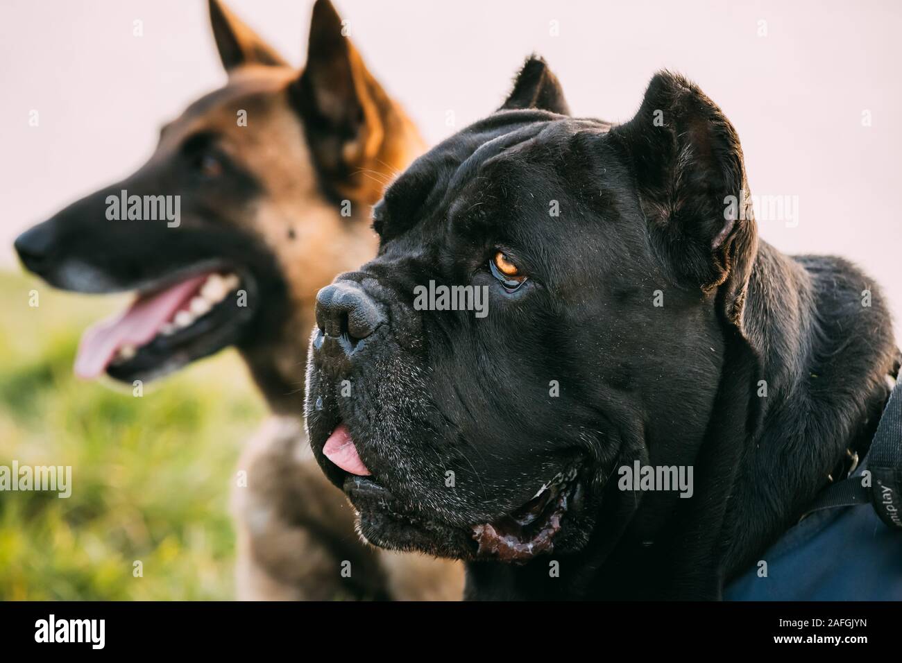 Red Malinois Dog And Black Cane Corso Dog Sitting Together In Grass. Close Up Portrait. Stock Photo