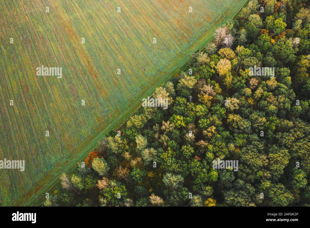 Birds eye view autumn tree hi-res stock photography and images - Alamy