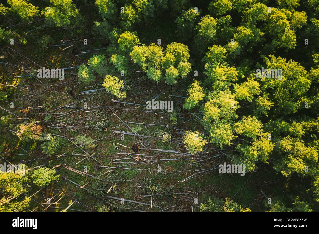 Aerial View Green Forest Deforestation Area Landscape. Top View Of Fallen Woods Trunks And Growing Forest. European Nature From High Attitude In Summe Stock Photo