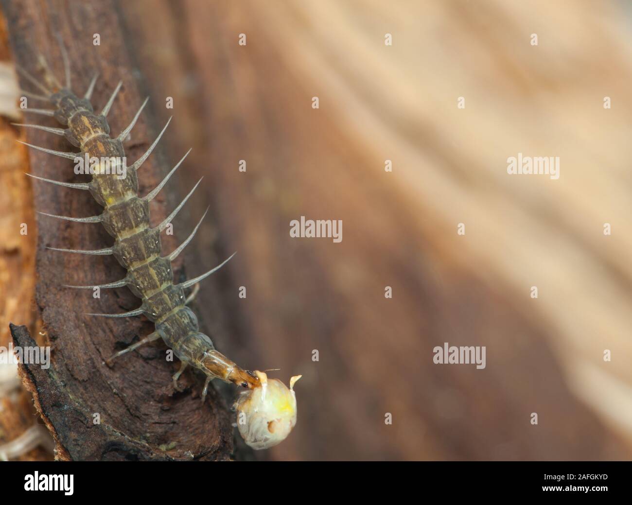 Whirligig beetle larva with prey (Gyrinus sp Stock Photo Alamy