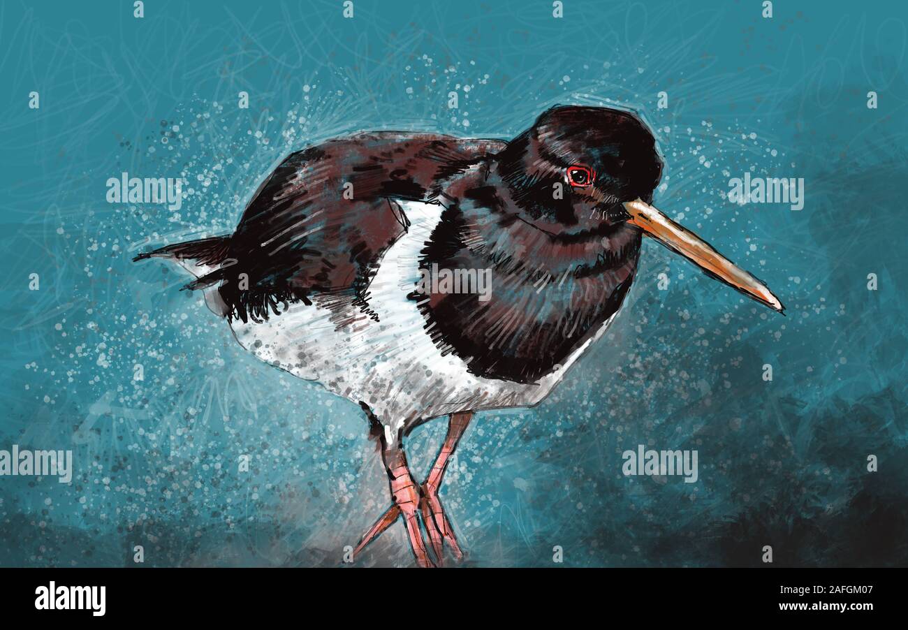 Oyster catcher painting hires stock photography and images Alamy