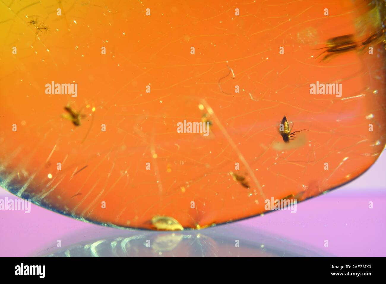 Amber with trapped insects photographed in studio with close up lens ...