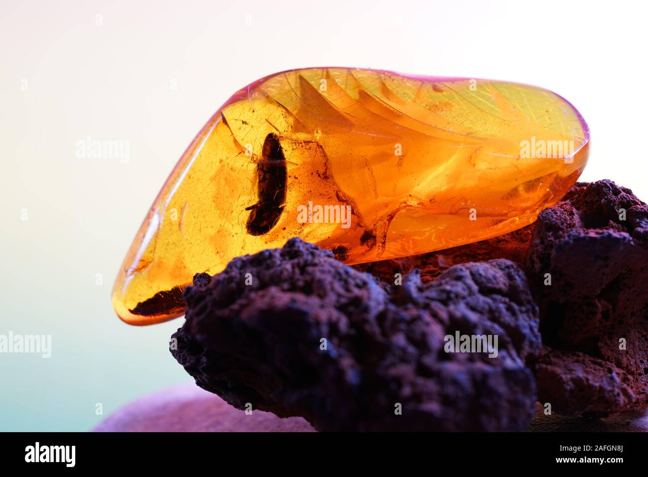 Amber with trapped insects photographed in studio with close up lens ...