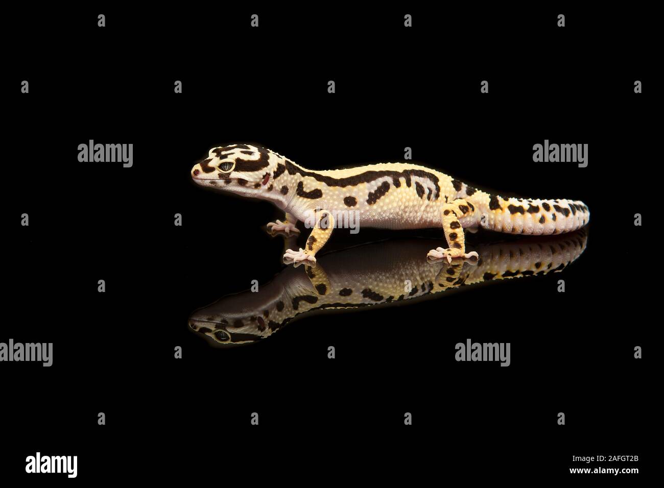 Common leopard gecko with reflection on a black background Stock Photo
