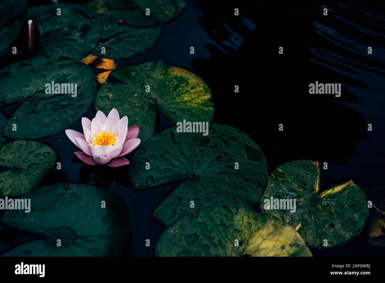 Lotus Plant Underwater High Resolution Stock Photography and Images Alamy