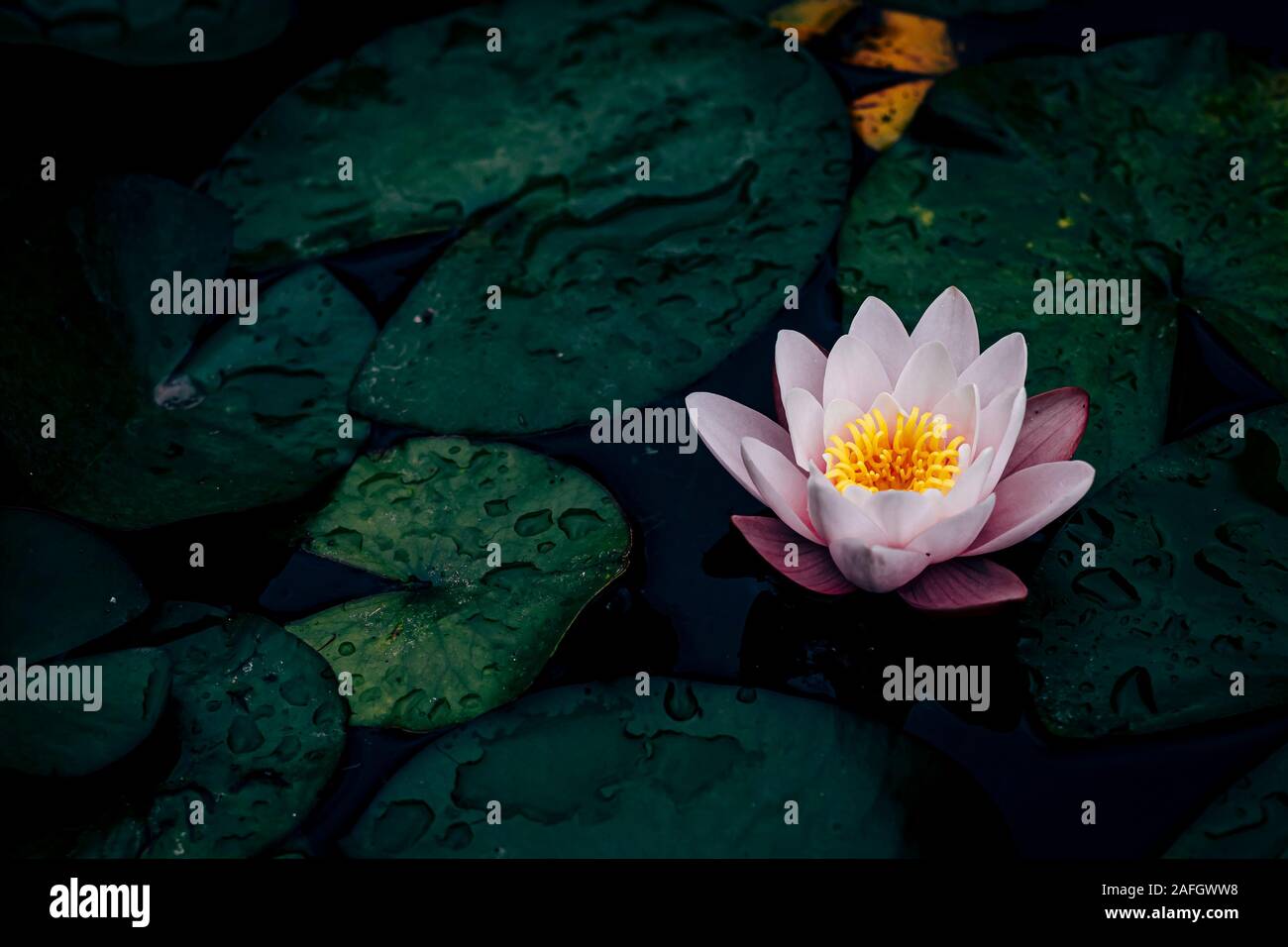 Lotus Plant Underwater High Resolution Stock Photography and Images Alamy
