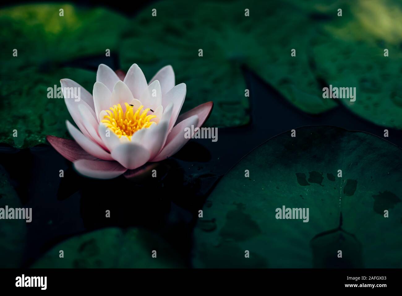 Lotus Plant Underwater High Resolution Stock Photography and Images Alamy
