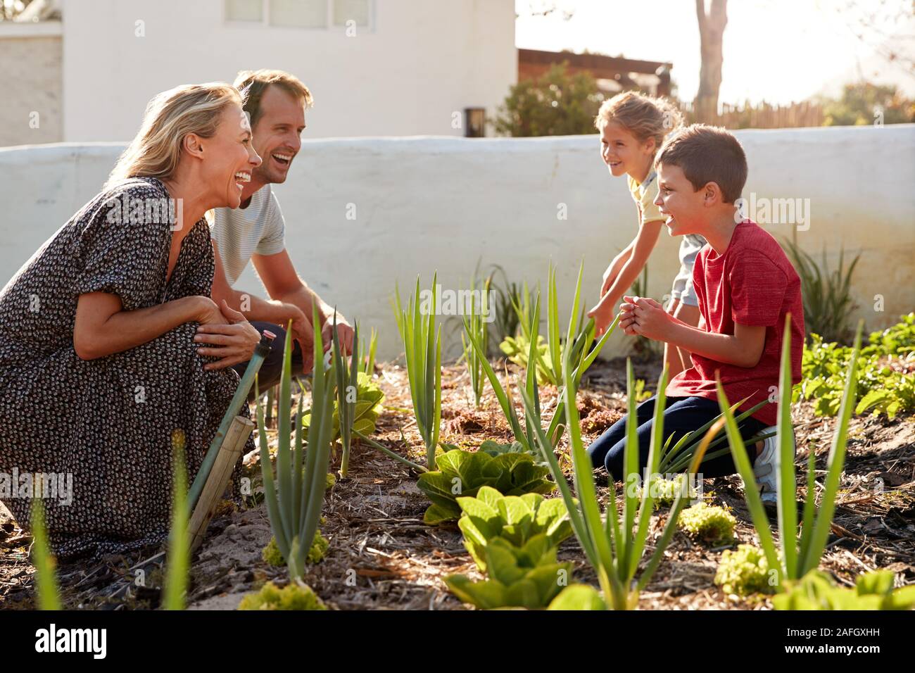 Children Helping Parents To Look After Vegetables On Allotment Stock Photo