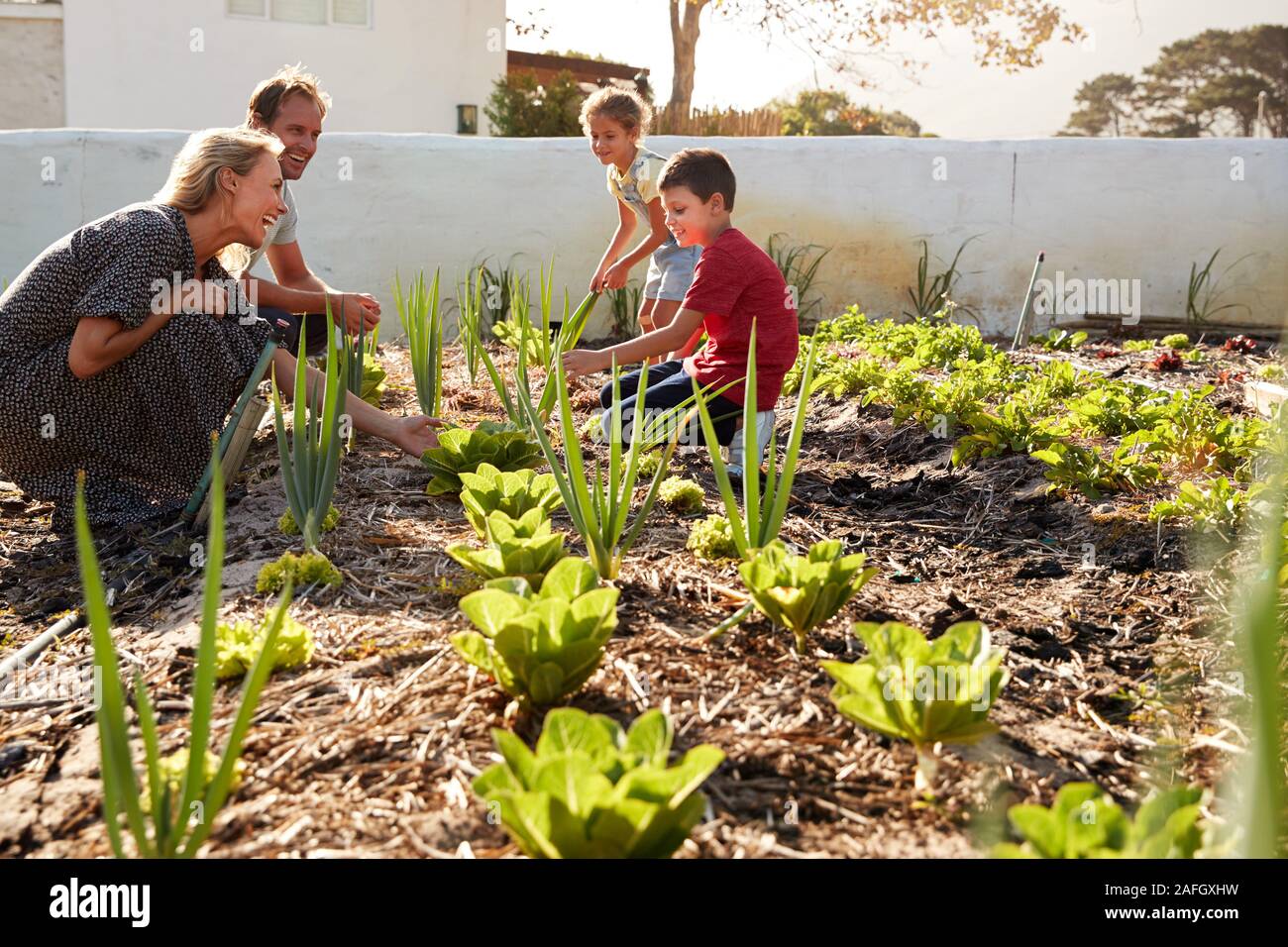 Children Helping Parents To Look After Vegetables On Allotment Stock Photo