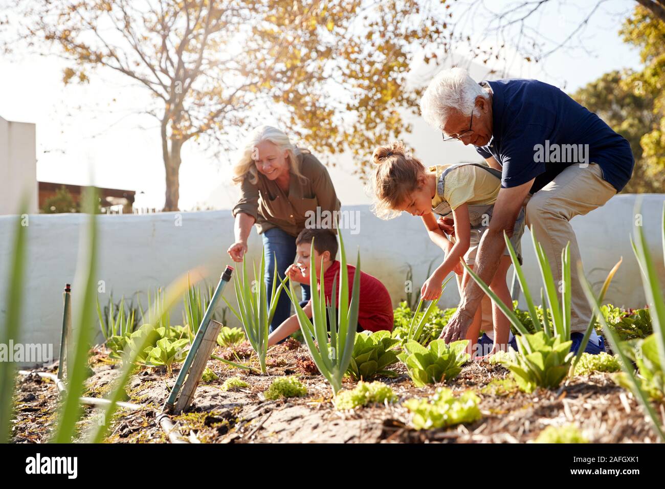 Grandchildren Helping Grandparents To Look After Vegetables On Allotment Stock Photo