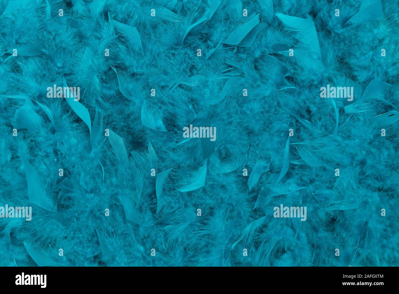 Full-frame image of teal blue feathers for a background Stock Photo