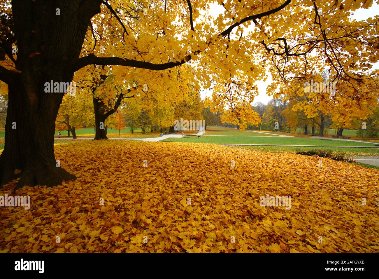 Park covered in yellow leaves surrounded by trees and lawn during ...