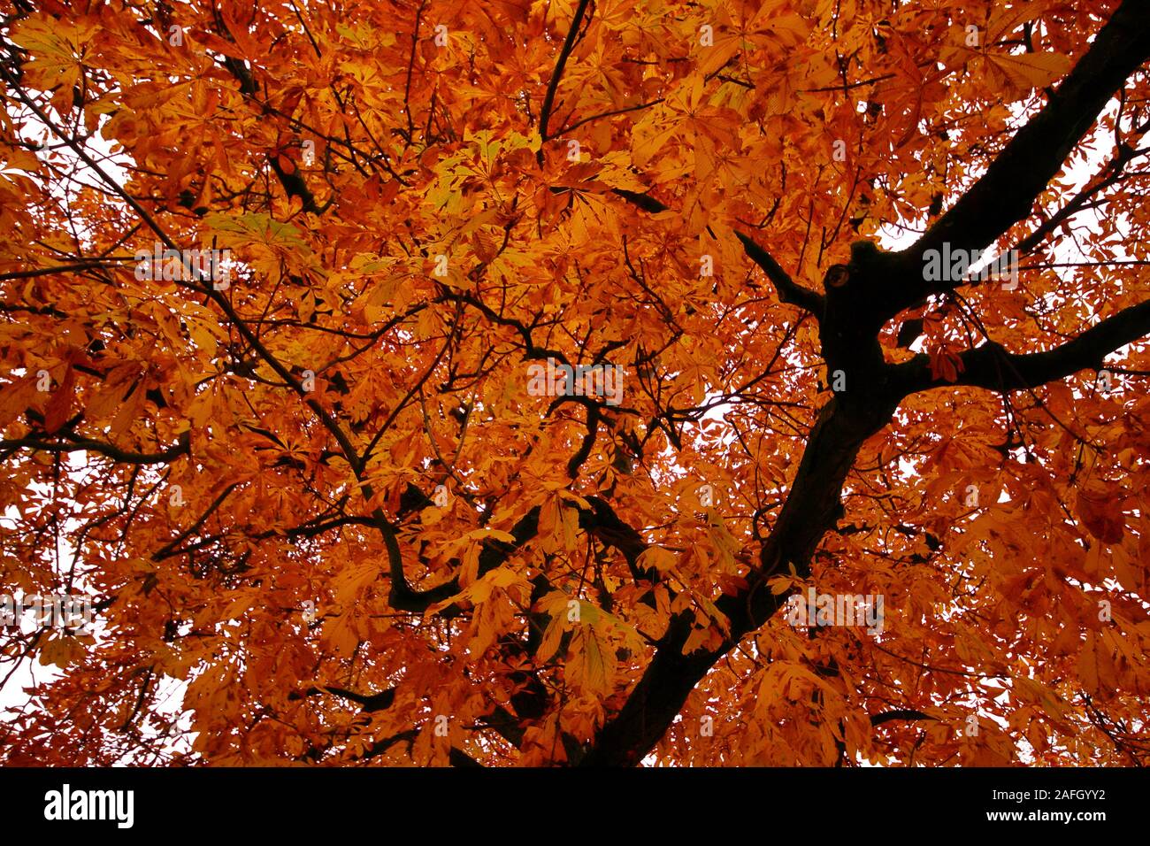 Tree with colorful leaves on the branches in a park during autumn - a ...