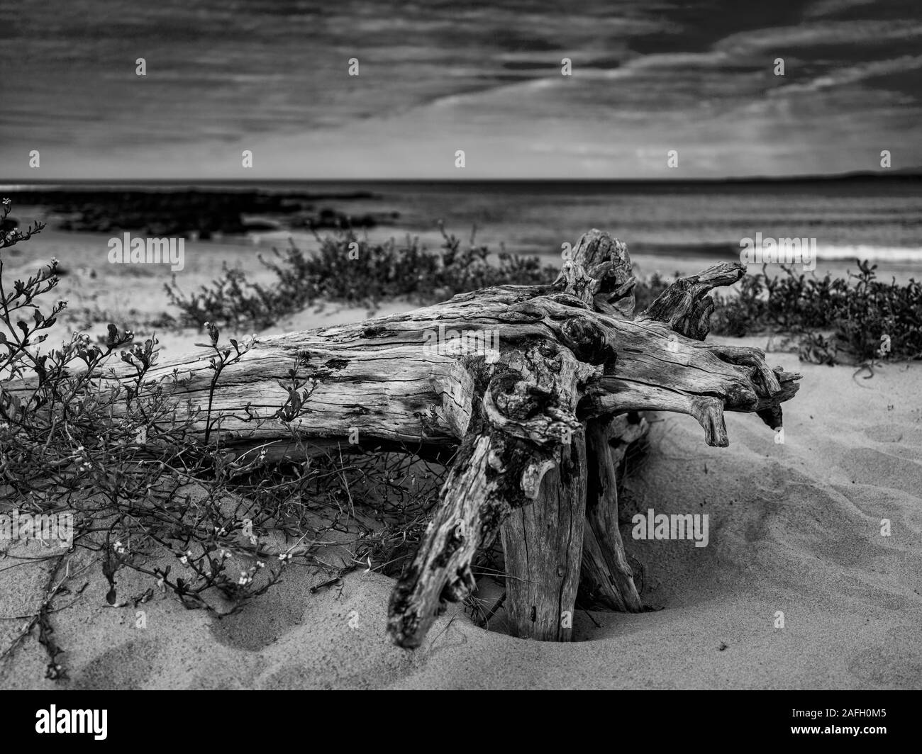 Greyscale closeup of an old tree in a beach with the sea on the background under a cloudy sky Stock Photo