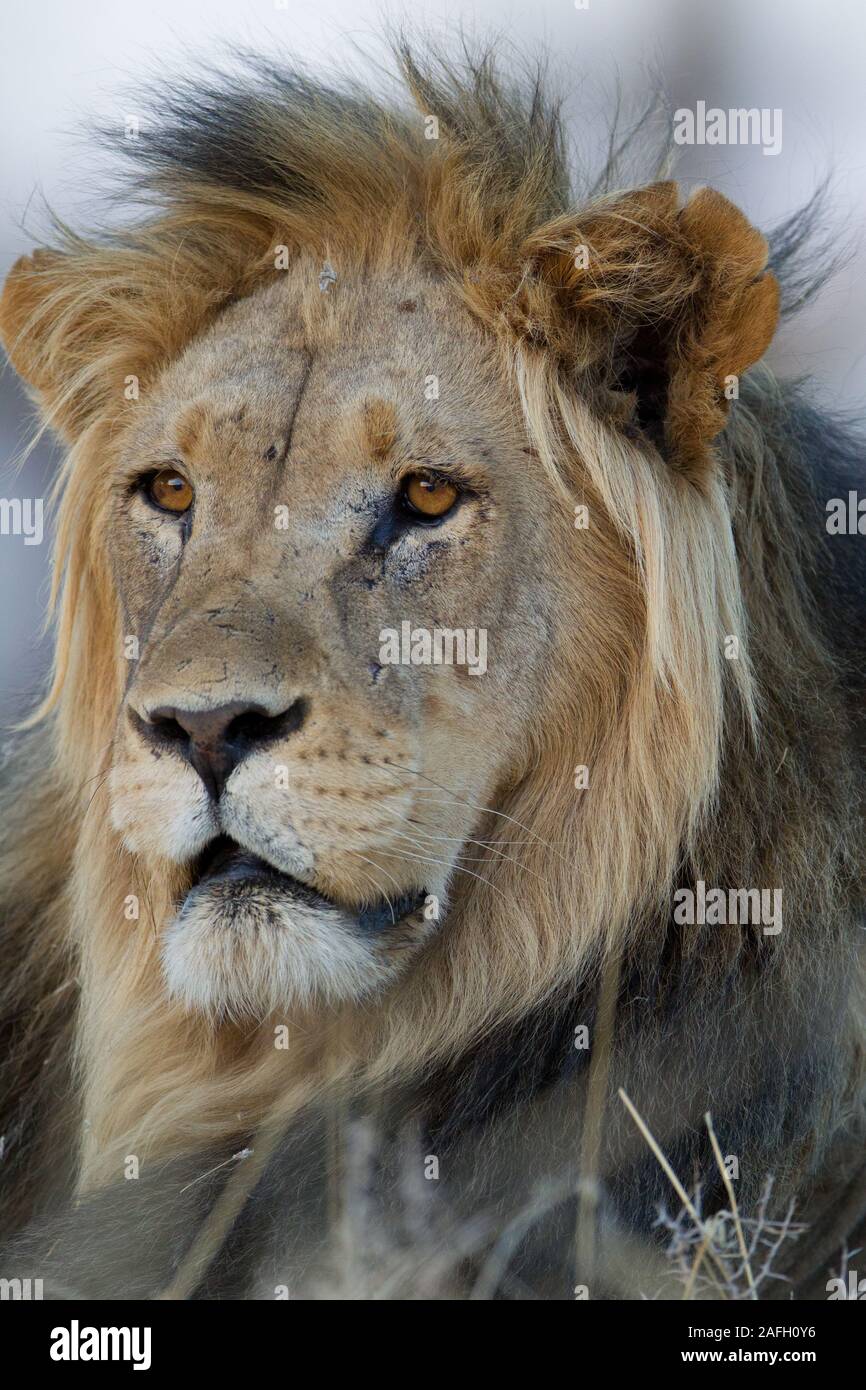 Vertical shot of a magnificent lion captured in the desert Stock Photo ...