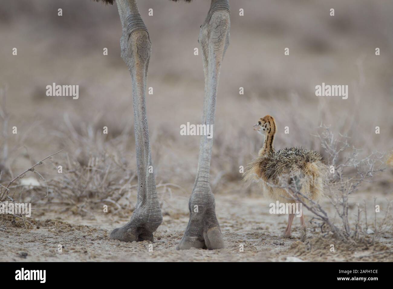 Baby ostrich walking near its mother near dried out plants Stock Photo