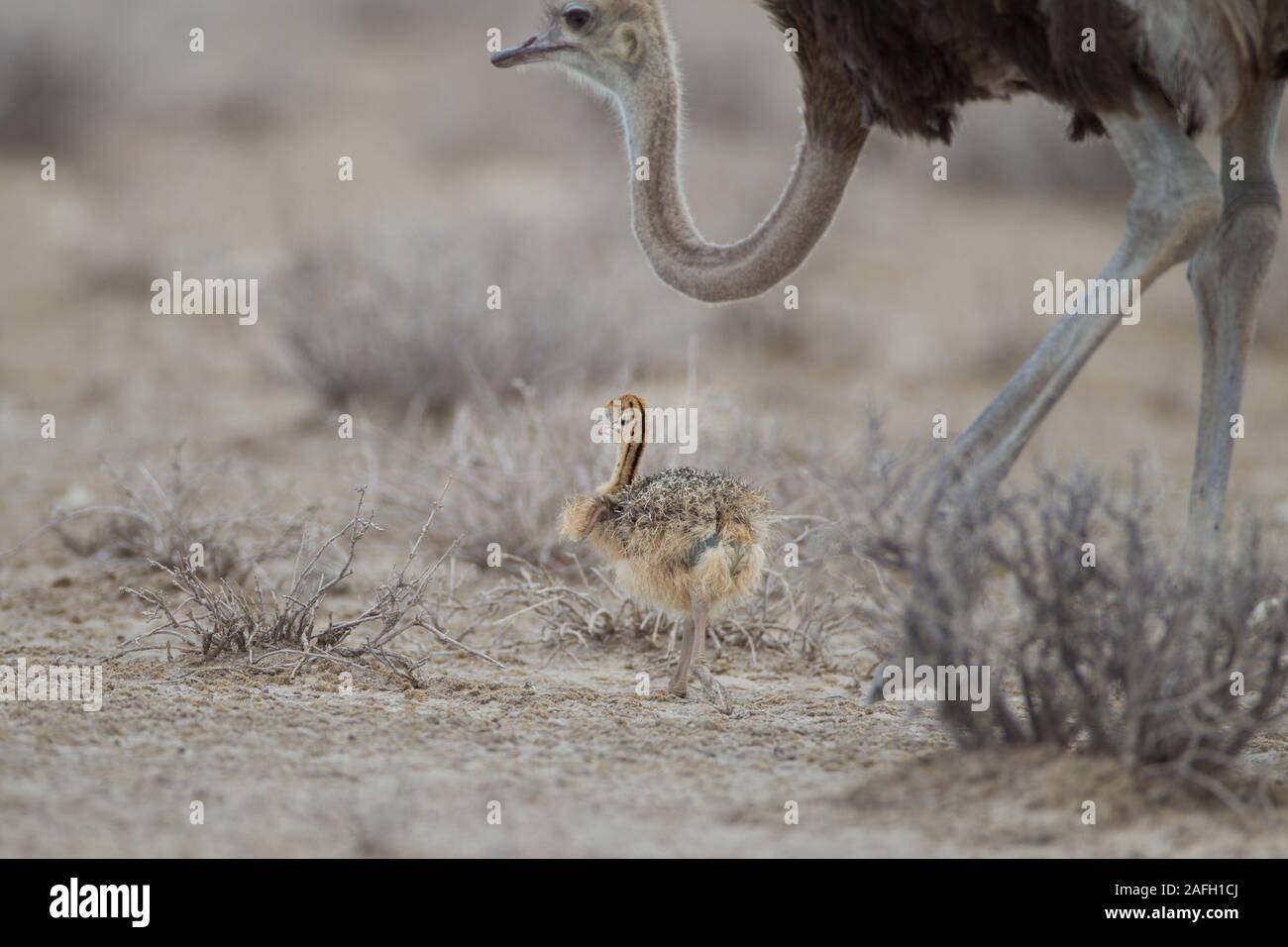 Selective focus shot of a baby ostrich walking near its mother Stock Photo