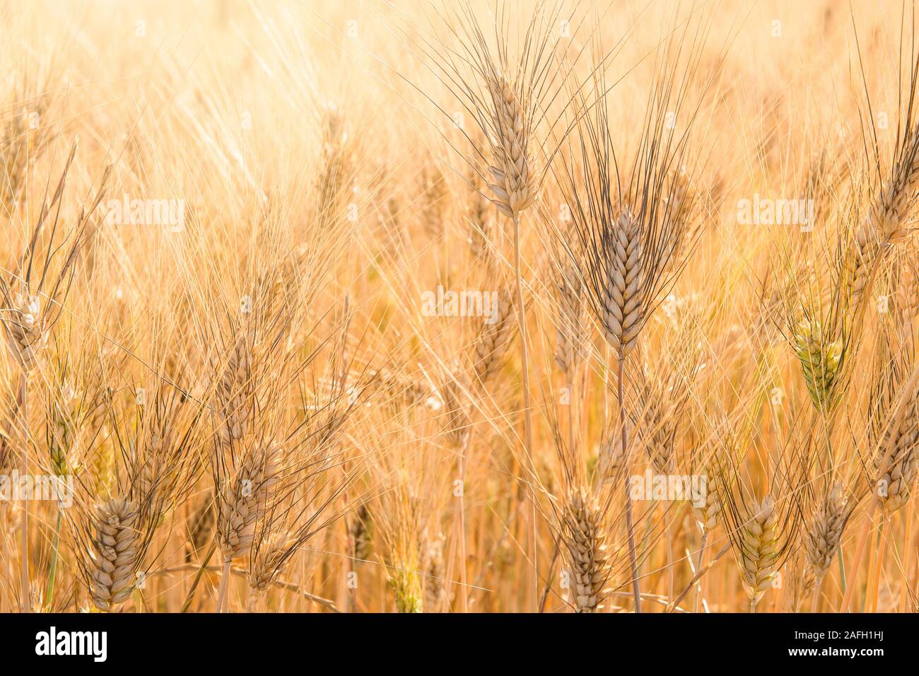 Full frame image of golden grain wheat plants ripe for harvesting Stock Photo