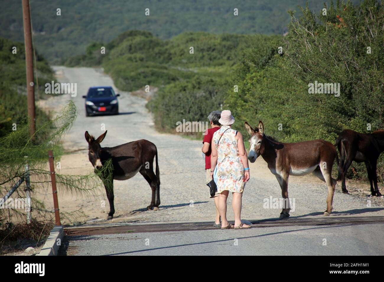 frei lebende Esel am Apostel Andreas Kloster warten auf Futter von Touristen, Dipkarpaz / Rizokarpaso, Türkische RepublikNordzypern Stock Photo